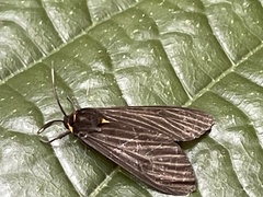 Gynautocera rubriscutellata