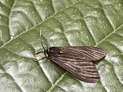 Gynautocera rubriscutellata