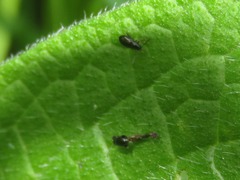 Longitarsus anchusae