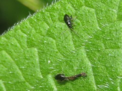 Longitarsus anchusae