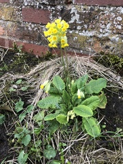 Primula veris