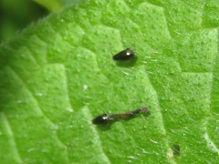 Longitarsus anchusae