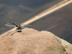 Phanogomphus kurilis