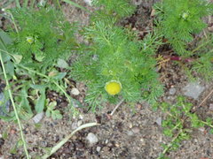 Matricaria discoidea