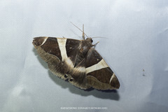 Bastilla crameri
