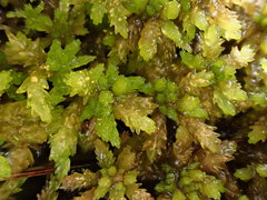 Sphagnum platyphyllum