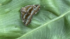 Ricania simulans