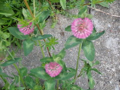 Trifolium pratense