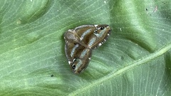 Ricania simulans