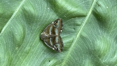 Ricania simulans