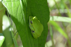 Zhangixalus schlegelii