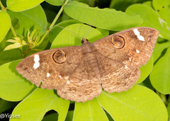 Erebus hieroglyphica