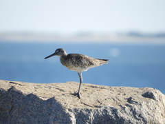 Tringa semipalmata semipalmata