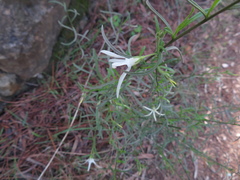 Anthocercis angustifolia