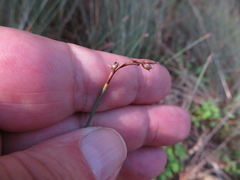 Machaerina juncea