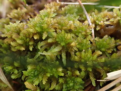 Sphagnum contortum