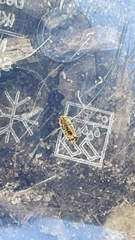 Porcellio spinicornis