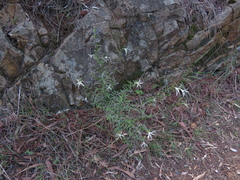 Anthocercis angustifolia