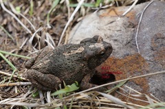 Anaxyrus compactilis