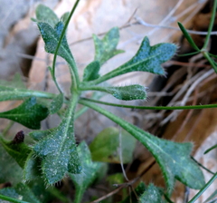 Biscutella fontqueri