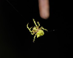 Novaranea courti