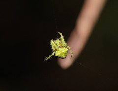 Novaranea courti