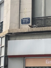 Columba livia domestica