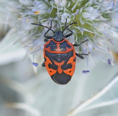 Eurydema spectabilis