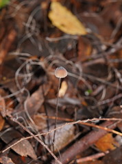 Mycena cystidiosa