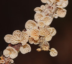 Marasmiellus affixus