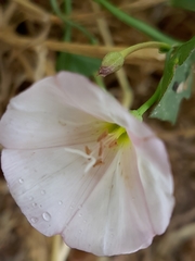 Convolvulus arvensis