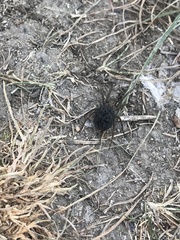 Lycosidae