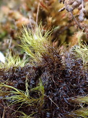 Flexitrichum gracile