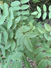 Magnoliopsida