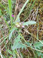 Macrolabis brunellae