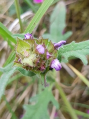 Macrolabis brunellae