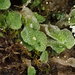 Snow Lungwort - Photo (c) Stefan Gey, some rights reserved (CC BY-NC), uploaded by Stefan Gey