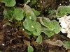 Snow Lungwort - Photo (c) Stefan Gey, some rights reserved (CC BY-NC), uploaded by Stefan Gey