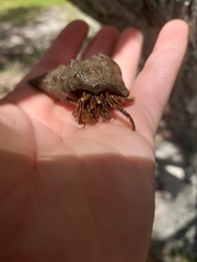 Clibanarius taeniatus