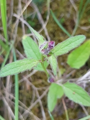 Macrolabis brunellae