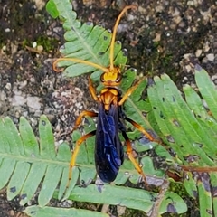 Leptodialepis bipartitus