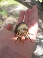 Clibanarius taeniatus