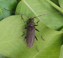 Stromatium longicorne