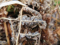 Cryptomycina pteridis