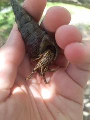 Clibanarius taeniatus