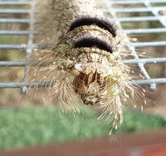 Amathusia phidippus