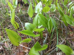 Maianthemum bifolium