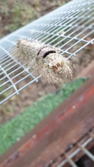 Amathusia phidippus