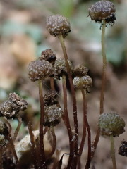 Mannia triandra