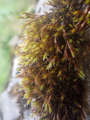 Schistidium robustum